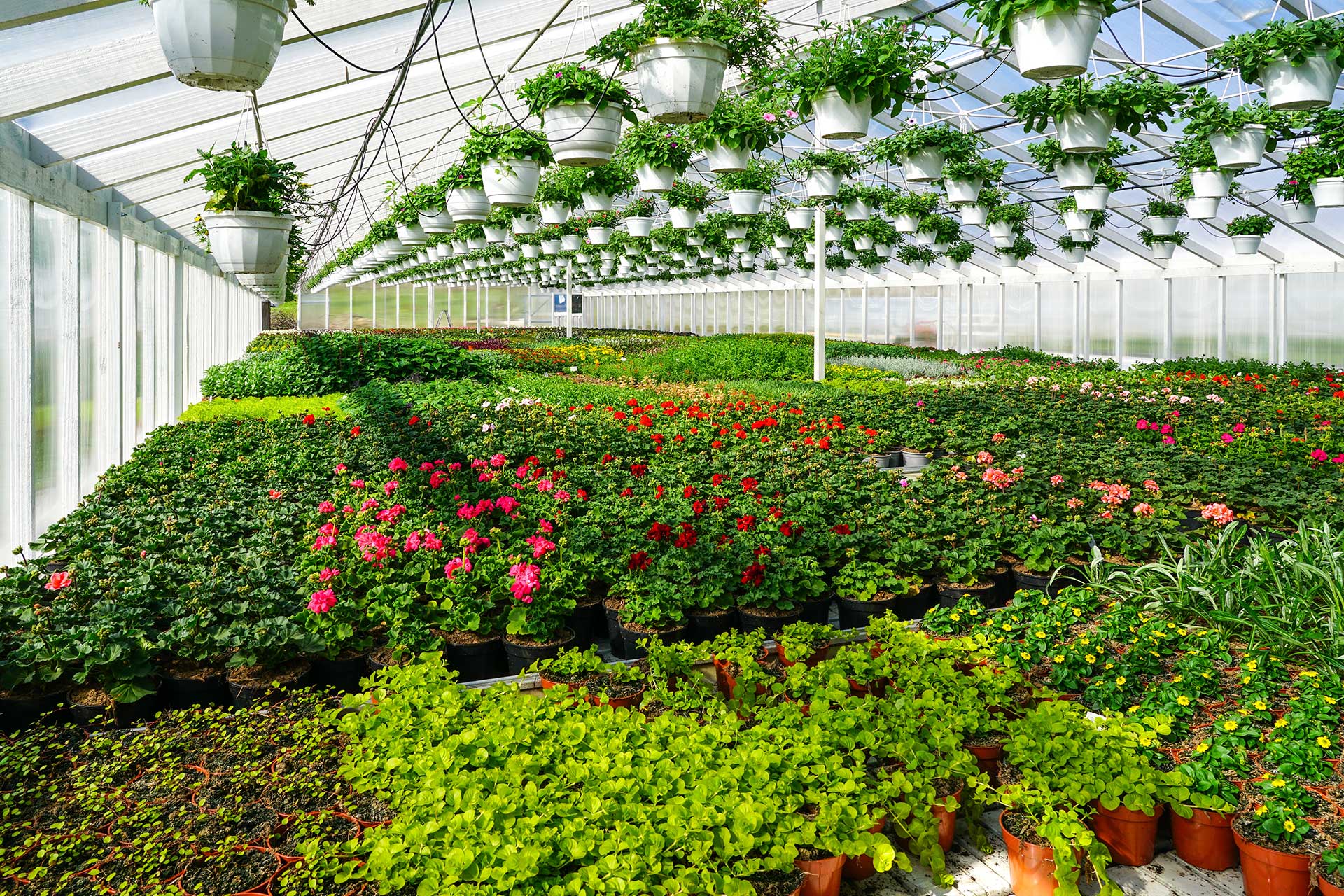 Florvivaistica